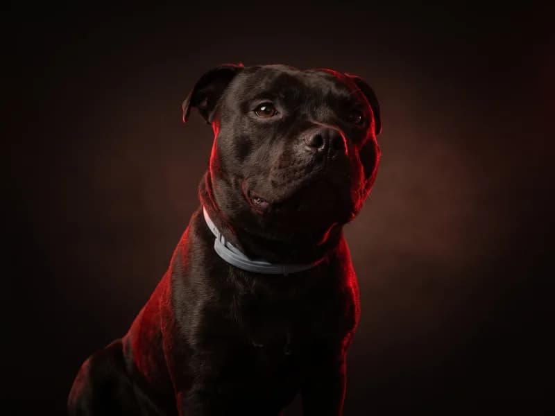 Chico
